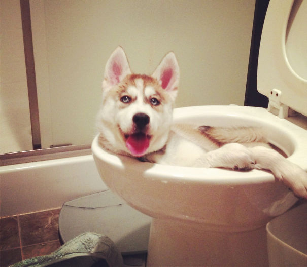 Non solo gli Uomini... a volte anche i Cani possono essere Str****