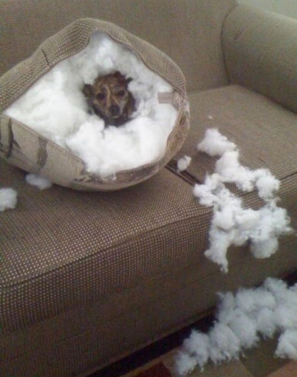 Non solo gli Uomini... a volte anche i Cani possono essere Str****