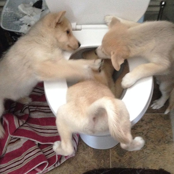 Non solo gli Uomini... a volte anche i Cani possono essere Str****