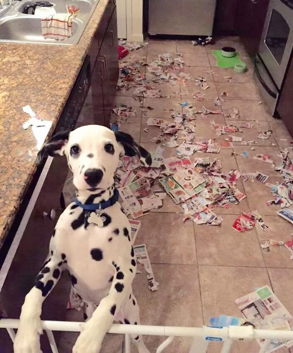 Non solo gli Uomini... a volte anche i Cani possono essere Str****