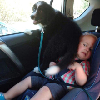 Non solo gli Uomini... a volte anche i Cani possono essere Str**** Non solo gli Uomini... a volte anche i Cani possono essere Str****
