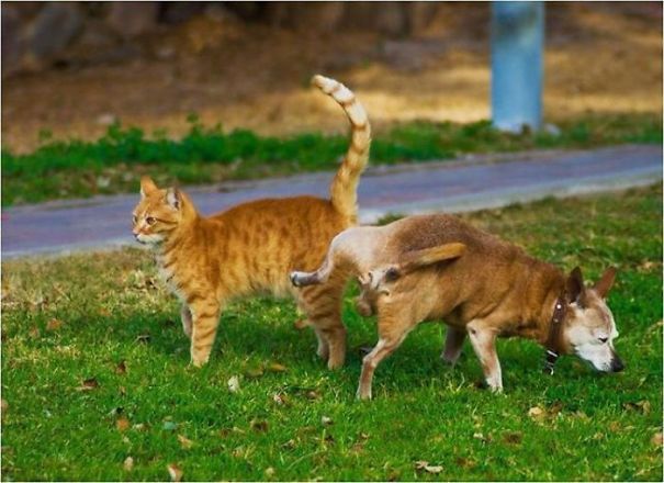 Non solo gli Uomini... a volte anche i Cani possono essere Str****