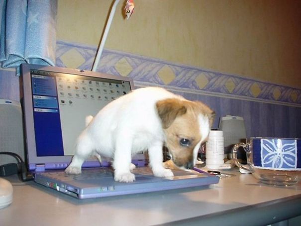 Non solo gli Uomini... a volte anche i Cani possono essere Str****