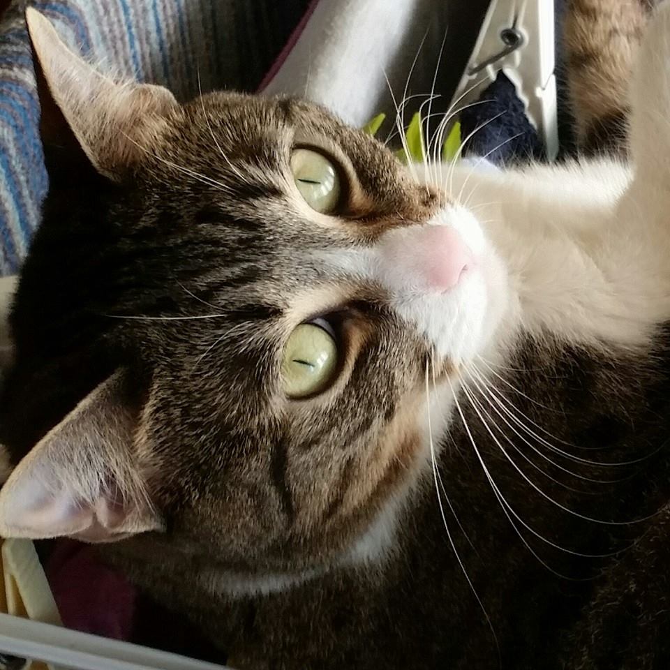 Festa del Gatto: ecco le Foto dei vostri Gatti che ci avete inviato