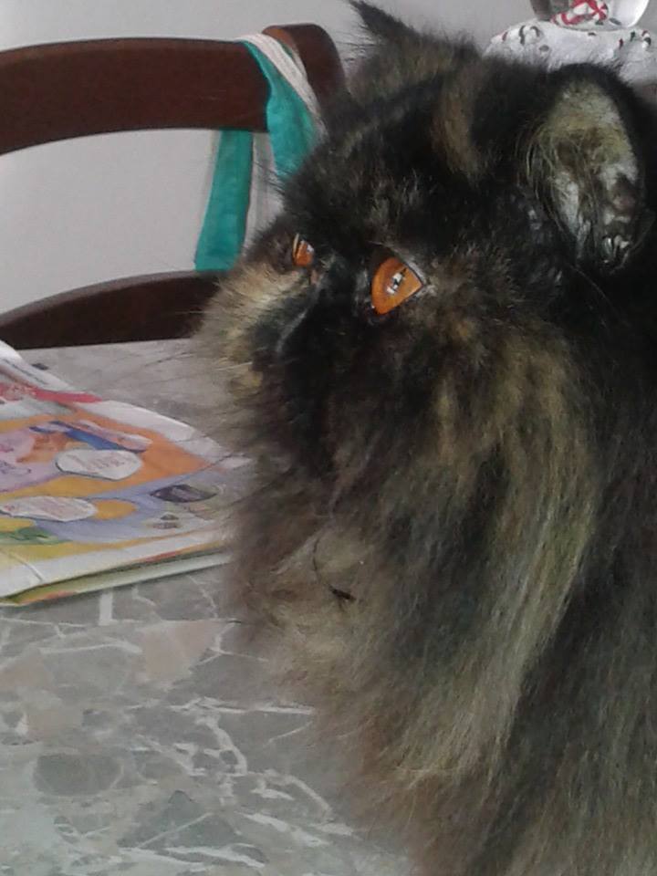 Festa del Gatto: ecco le Foto dei vostri Gatti che ci avete inviato