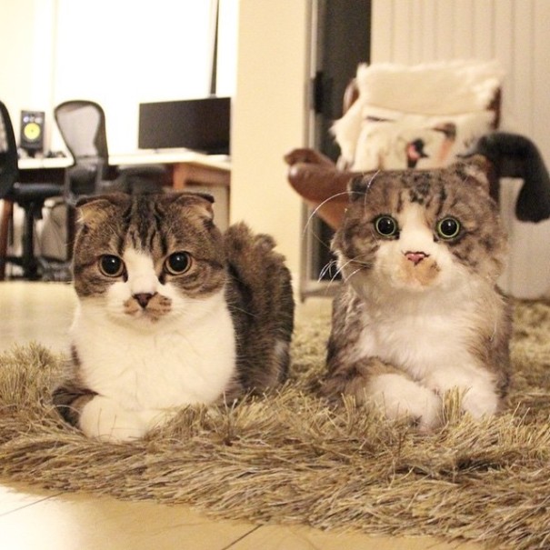 L'Azienda che Realizza il Clone di Peluche del tuo Gatto o Cane