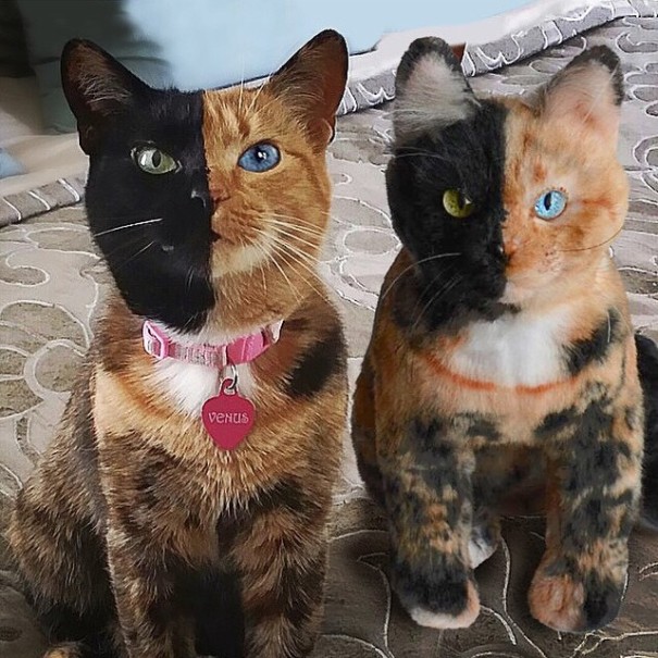 L'Azienda che Realizza il Clone di Peluche del tuo Gatto o Cane