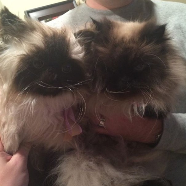 L'Azienda che Realizza il Clone di Peluche del tuo Gatto o Cane