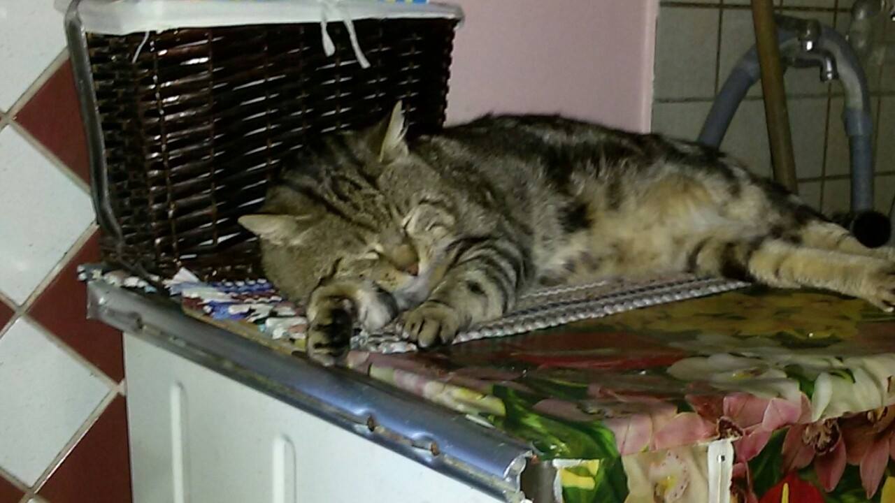 Festa del Gatto: ecco le Foto dei vostri Gatti che ci avete inviato