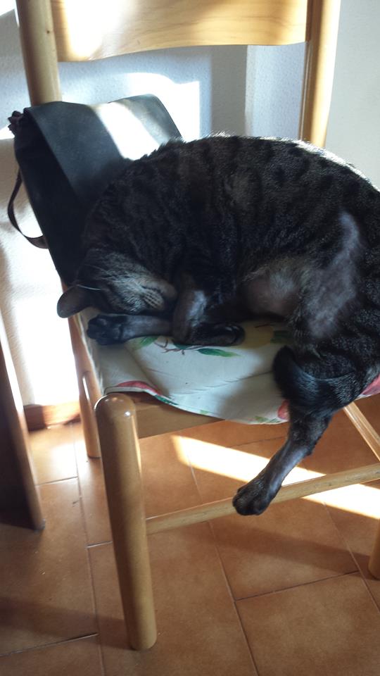 Festa del Gatto: ecco le Foto dei vostri Gatti che ci avete inviato