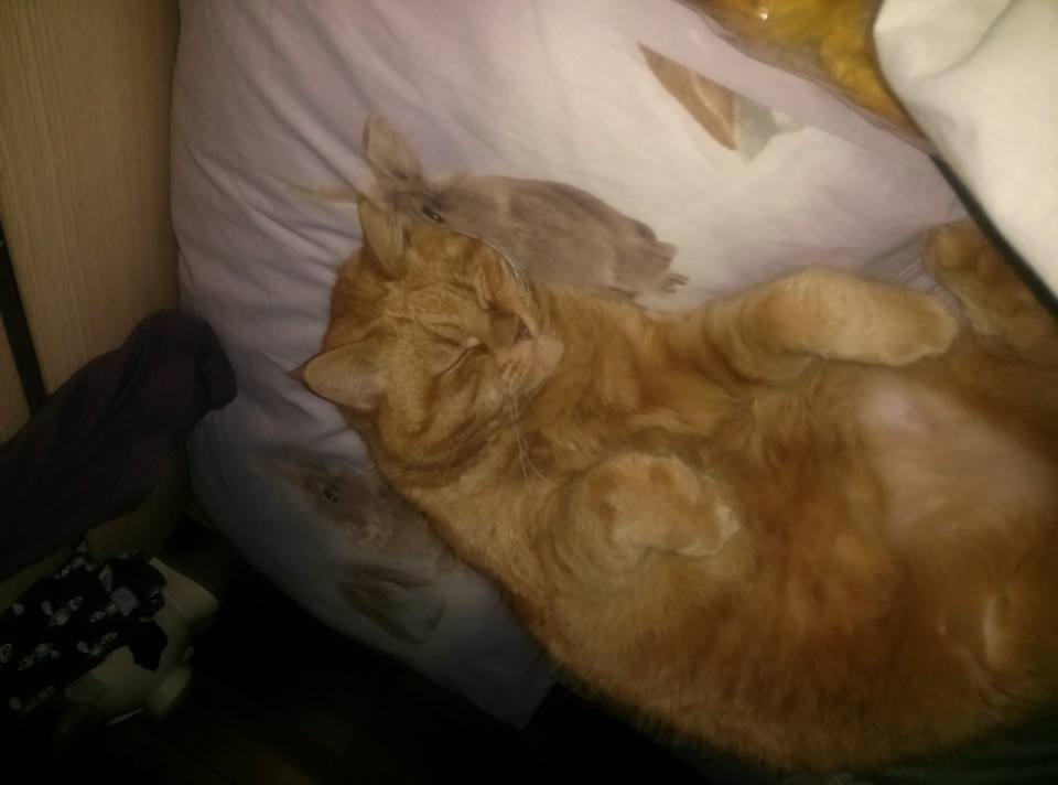 Festa del Gatto: ecco le Foto dei vostri Gatti che ci avete inviato