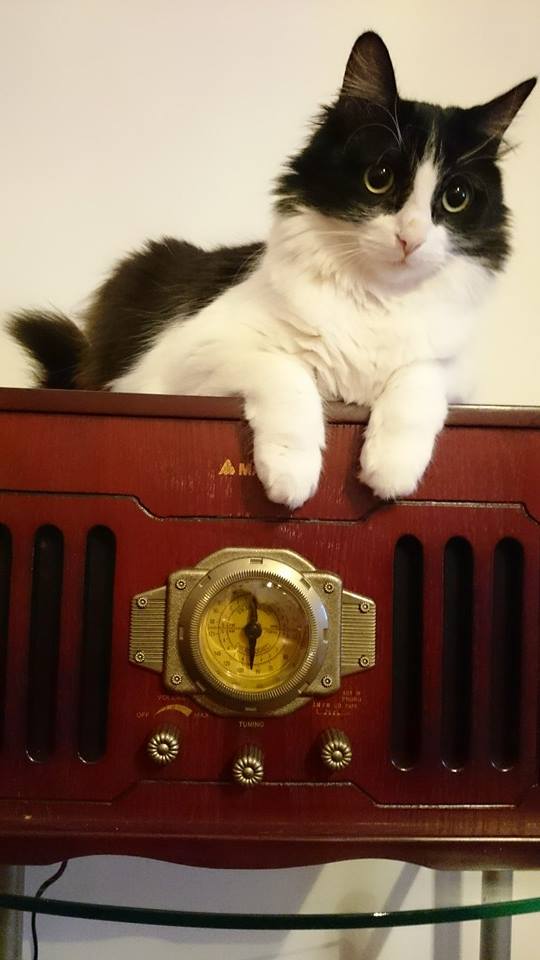 Festa del Gatto: ecco le Foto dei vostri Gatti che ci avete inviato