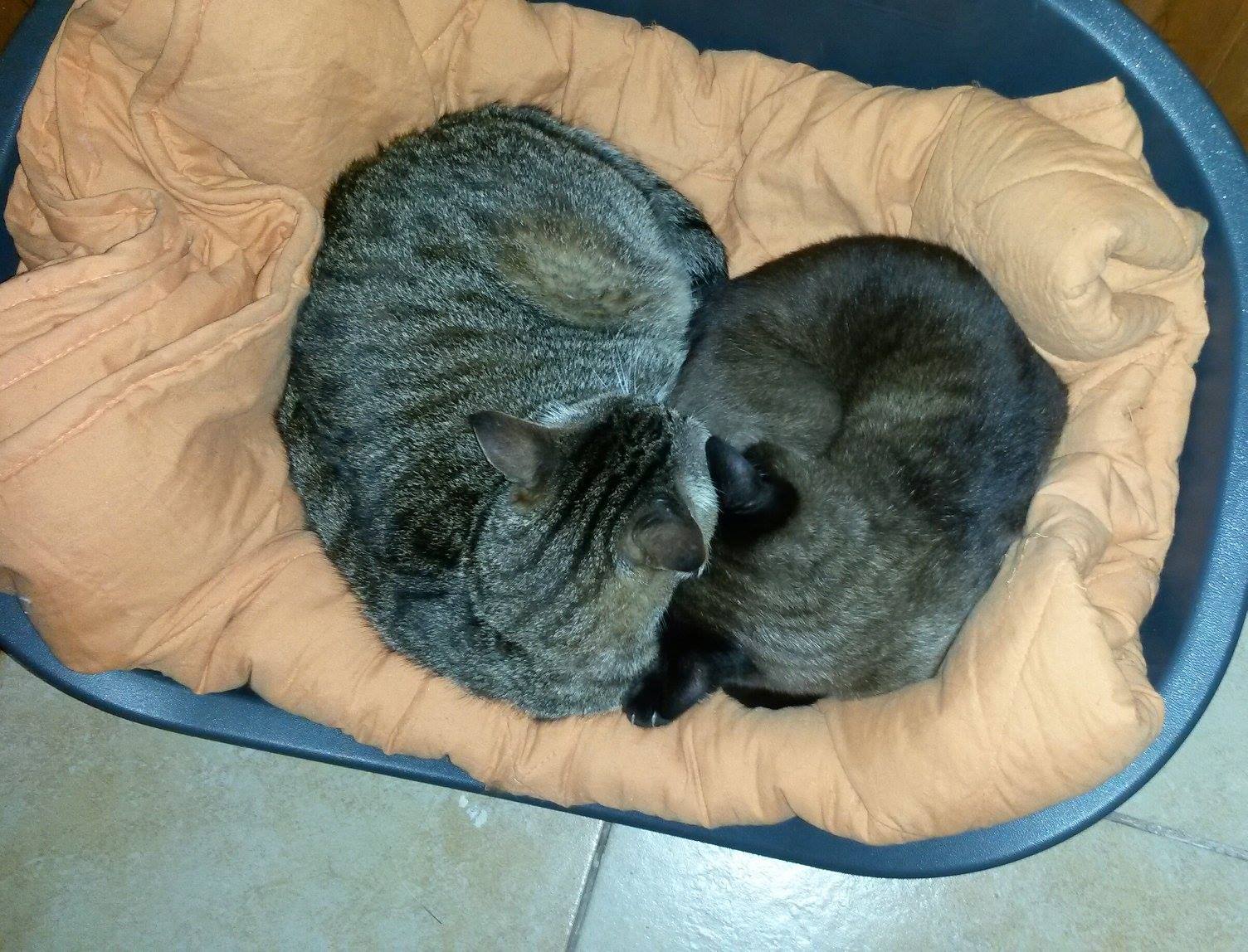 Festa del Gatto: ecco le Foto dei vostri Gatti che ci avete inviato