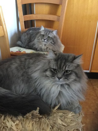 Festa del Gatto: ecco le Foto dei vostri Gatti che ci avete inviato Festa del Gatto: ecco le Foto dei vostri Gatti che ci avete inviato