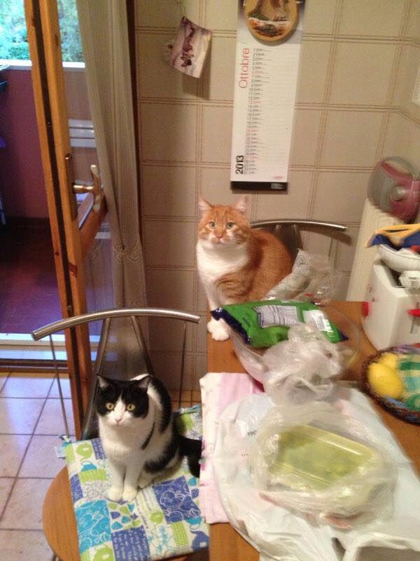 Festa del Gatto: ecco le Foto dei vostri Gatti che ci avete inviato