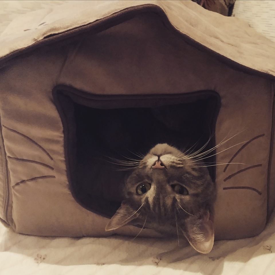Festa del Gatto: ecco le Foto dei vostri Gatti che ci avete inviato