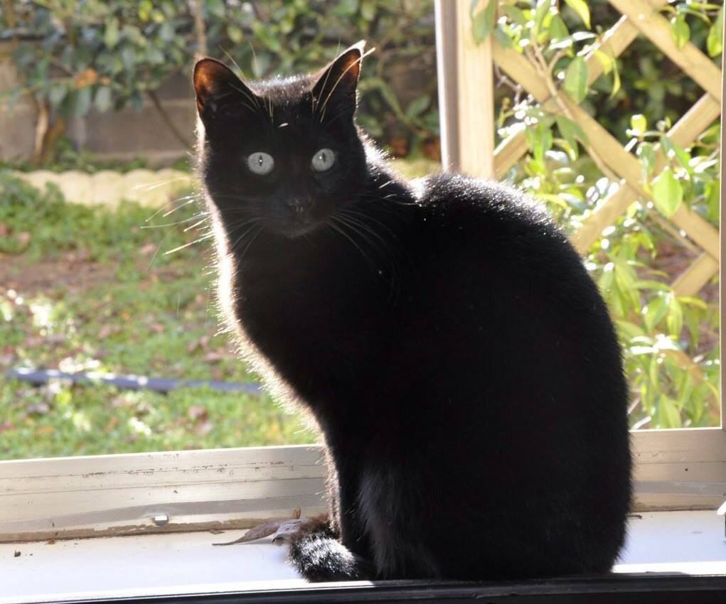 Festa del Gatto: ecco le Foto dei vostri Gatti che ci avete inviato