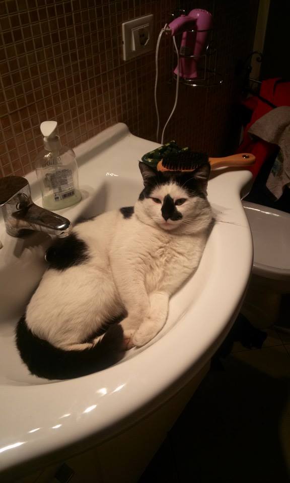 Festa del Gatto: ecco le Foto dei vostri Gatti che ci avete inviato