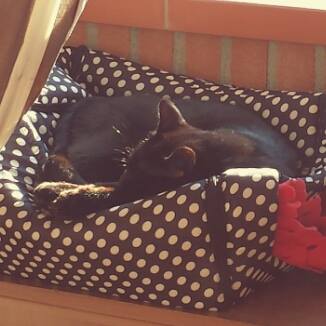 Festa del Gatto: ecco le Foto dei vostri Gatti che ci avete inviato