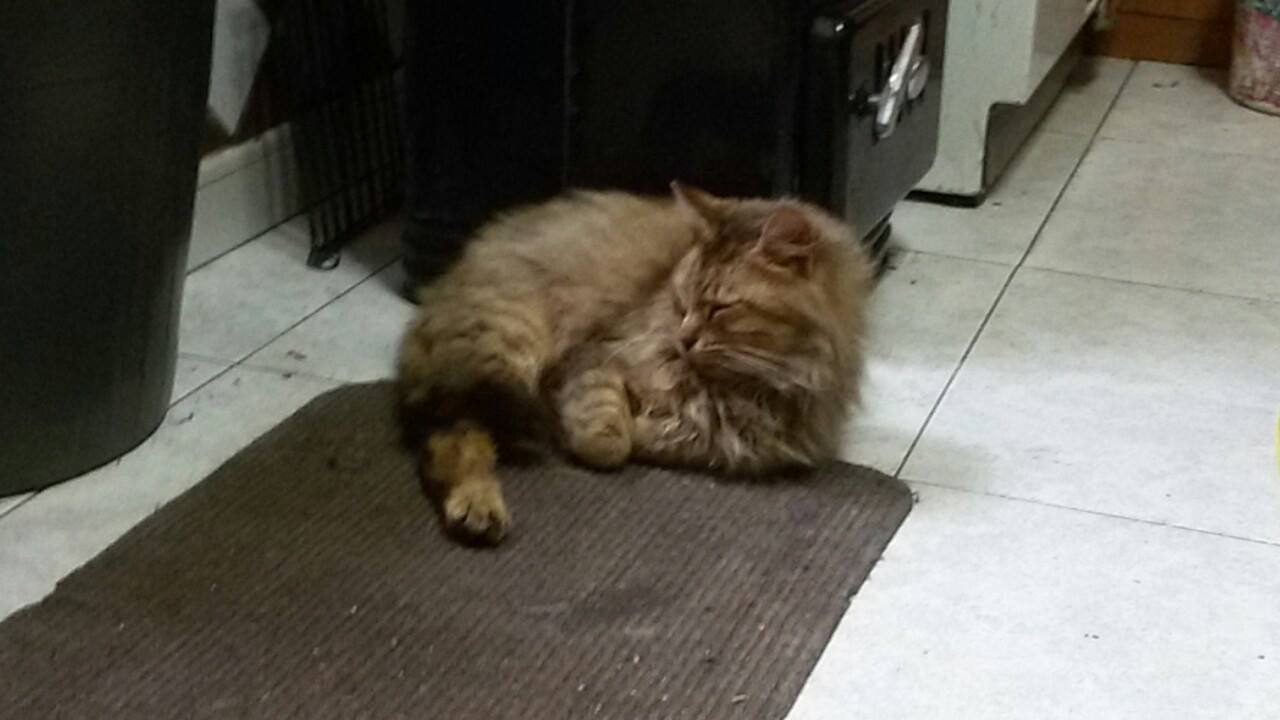 Festa del Gatto: ecco le Foto dei vostri Gatti che ci avete inviato
