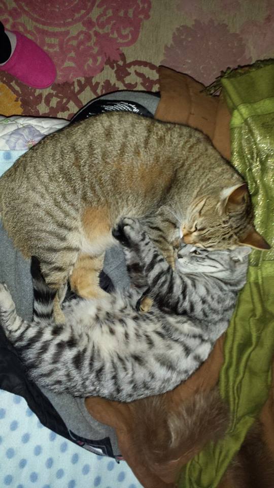 Festa del Gatto: ecco le Foto dei vostri Gatti che ci avete inviato