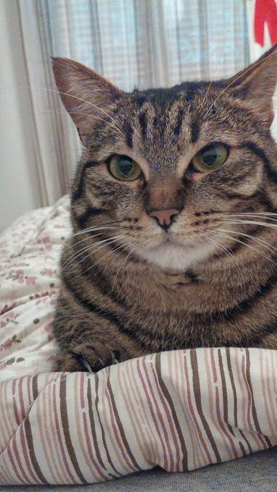 Festa del Gatto: ecco le Foto dei vostri Gatti che ci avete inviato