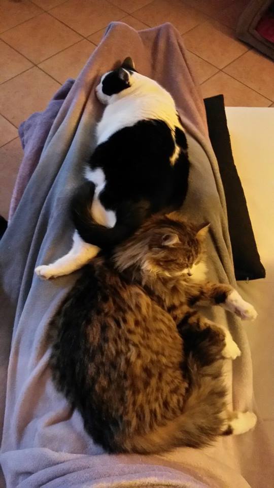 Festa del Gatto: ecco le Foto dei vostri Gatti che ci avete inviato
