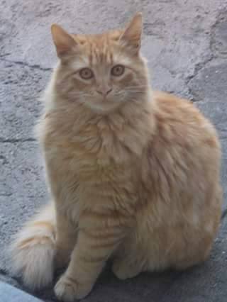 Festa del Gatto: ecco le Foto dei vostri Gatti che ci avete inviato
