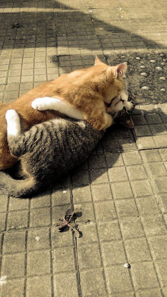 Festa del Gatto: ecco le Foto dei vostri Gatti che ci avete inviato