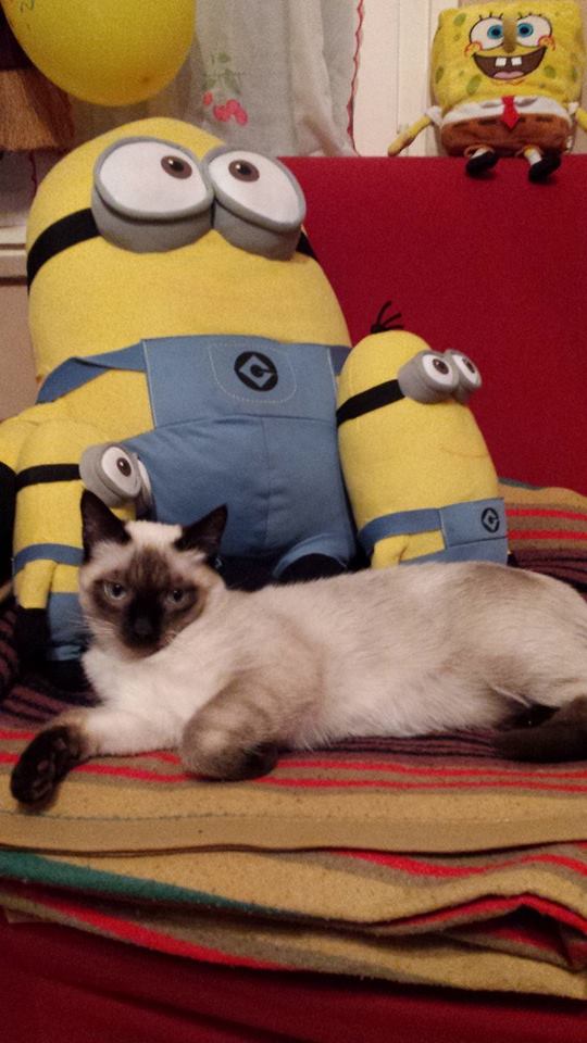 Festa del Gatto: ecco le Foto dei vostri Gatti che ci avete inviato