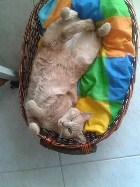 Festa del Gatto: ecco le Foto dei vostri Gatti che ci avete inviato