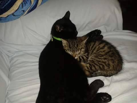 Festa del Gatto: ecco le Foto dei vostri Gatti che ci avete inviato