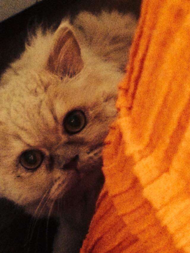 Festa del Gatto: ecco le Foto dei vostri Gatti che ci avete inviato