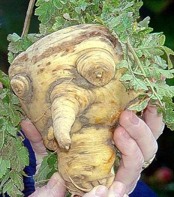 18 Verdure che si sono Dimenticate di essere degli Ortaggi