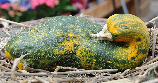 18 Verdure che si sono Dimenticate di essere degli Ortaggi