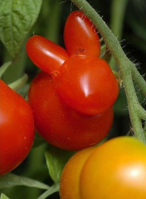 18 Verdure che si sono Dimenticate di essere degli Ortaggi