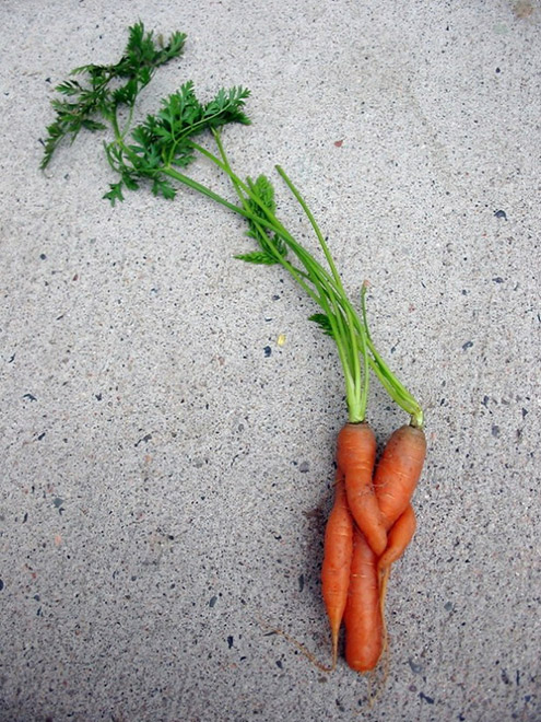 18 Verdure che si sono Dimenticate di essere degli Ortaggi