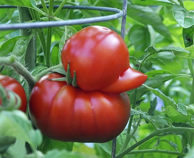 18 Verdure che si sono Dimenticate di essere degli Ortaggi