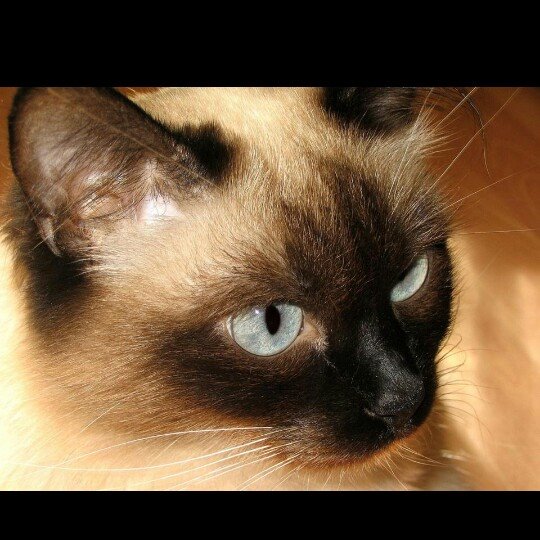 Festa del Gatto: ecco le Foto dei vostri Gatti che ci avete inviato