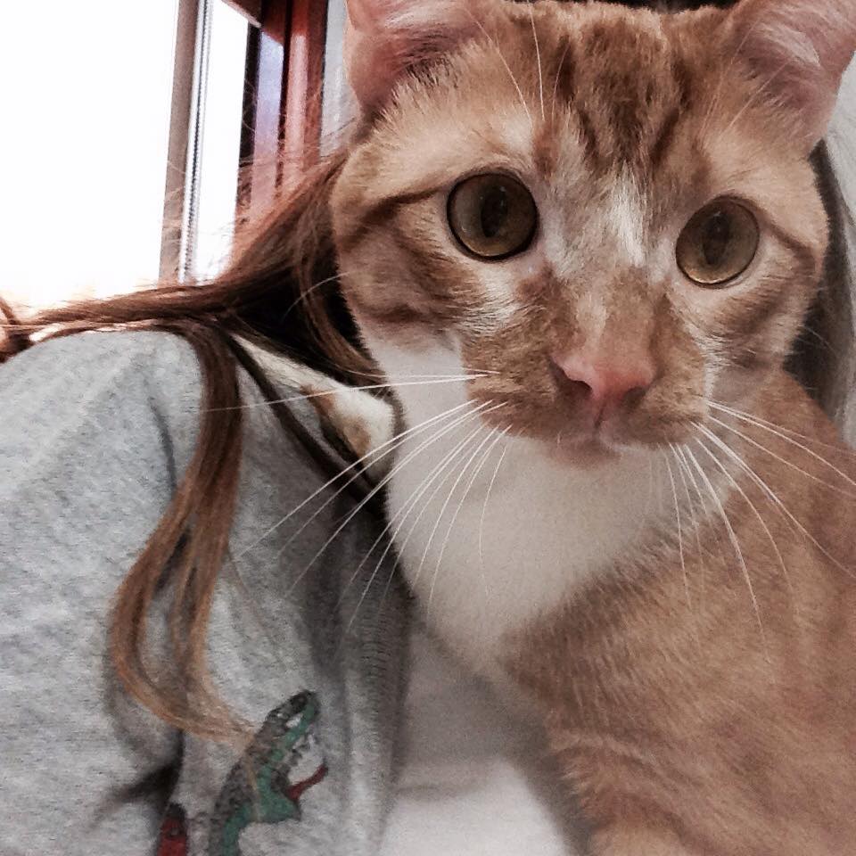 Festa del Gatto: ecco le Foto dei vostri Gatti che ci avete inviato