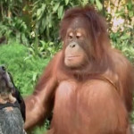La Vera Amicizia Secondo Gli Animali