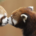 25 Coppie che Dimostrano che il Vero Amore Esiste anche nel Regno Animale