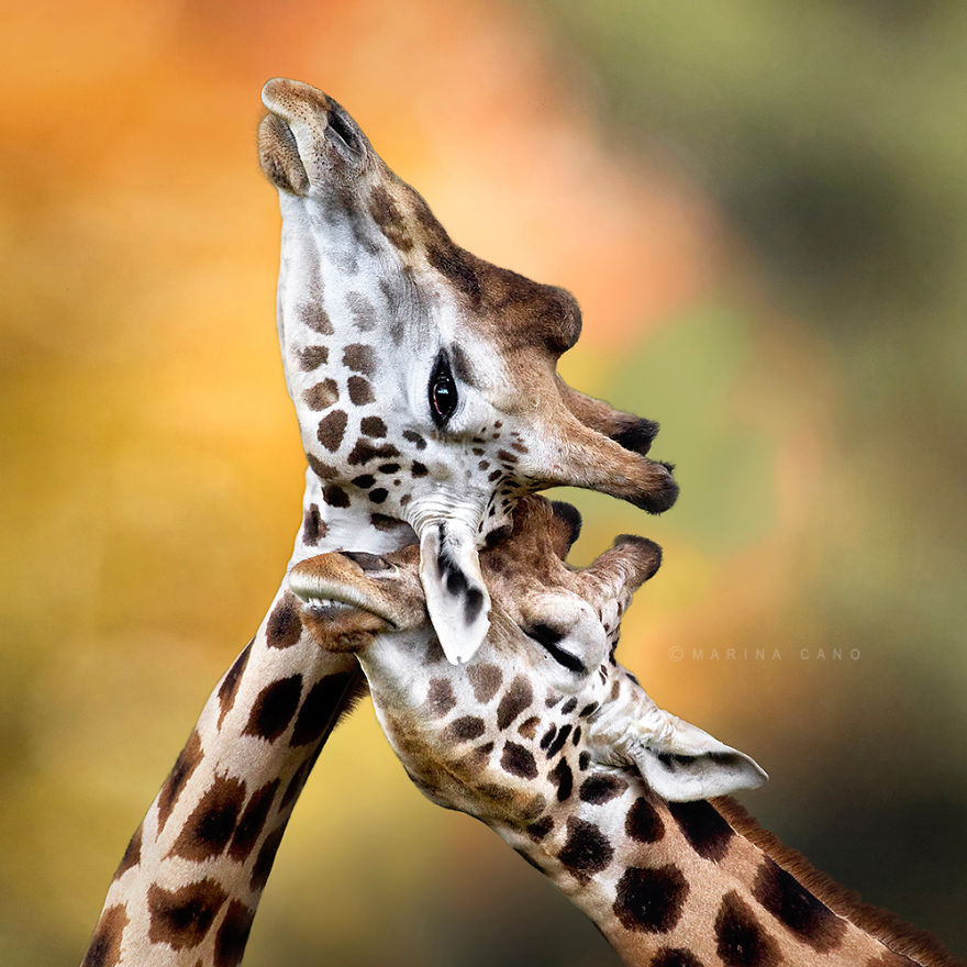 25 Coppie che Dimostrano che il Vero Amore Esiste anche nel Regno Animale