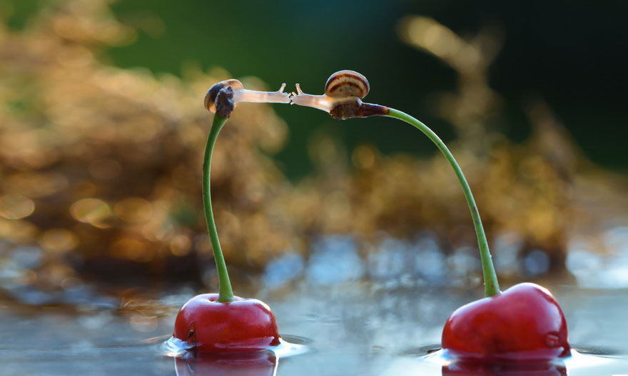 25 Coppie che Dimostrano che il Vero Amore Esiste anche nel Regno Animale