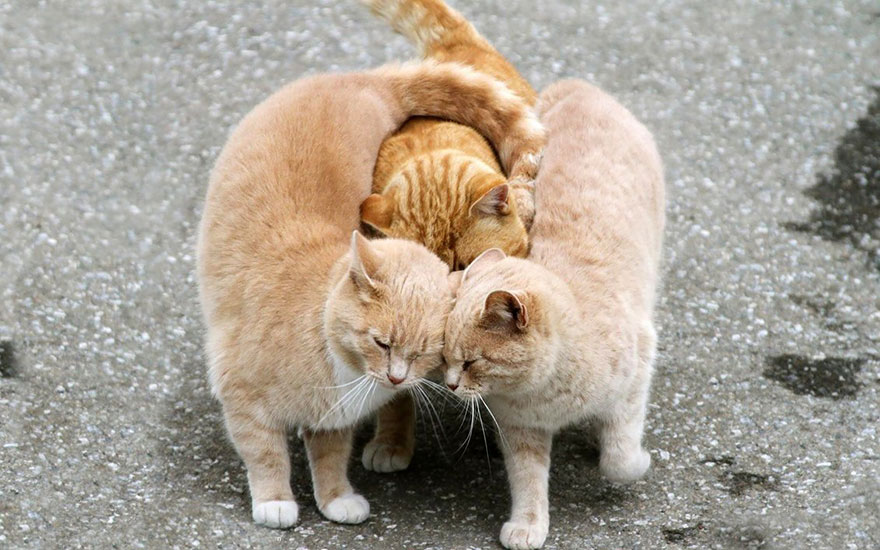 25 Coppie che Dimostrano che il Vero Amore Esiste anche nel Regno Animale