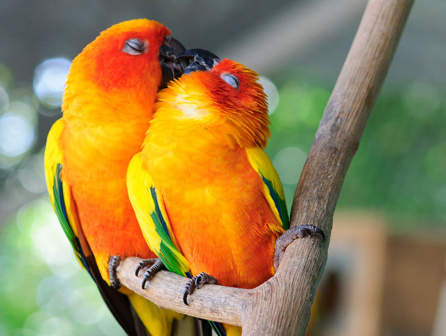 25 Coppie che Dimostrano che il Vero Amore Esiste anche nel Regno Animale