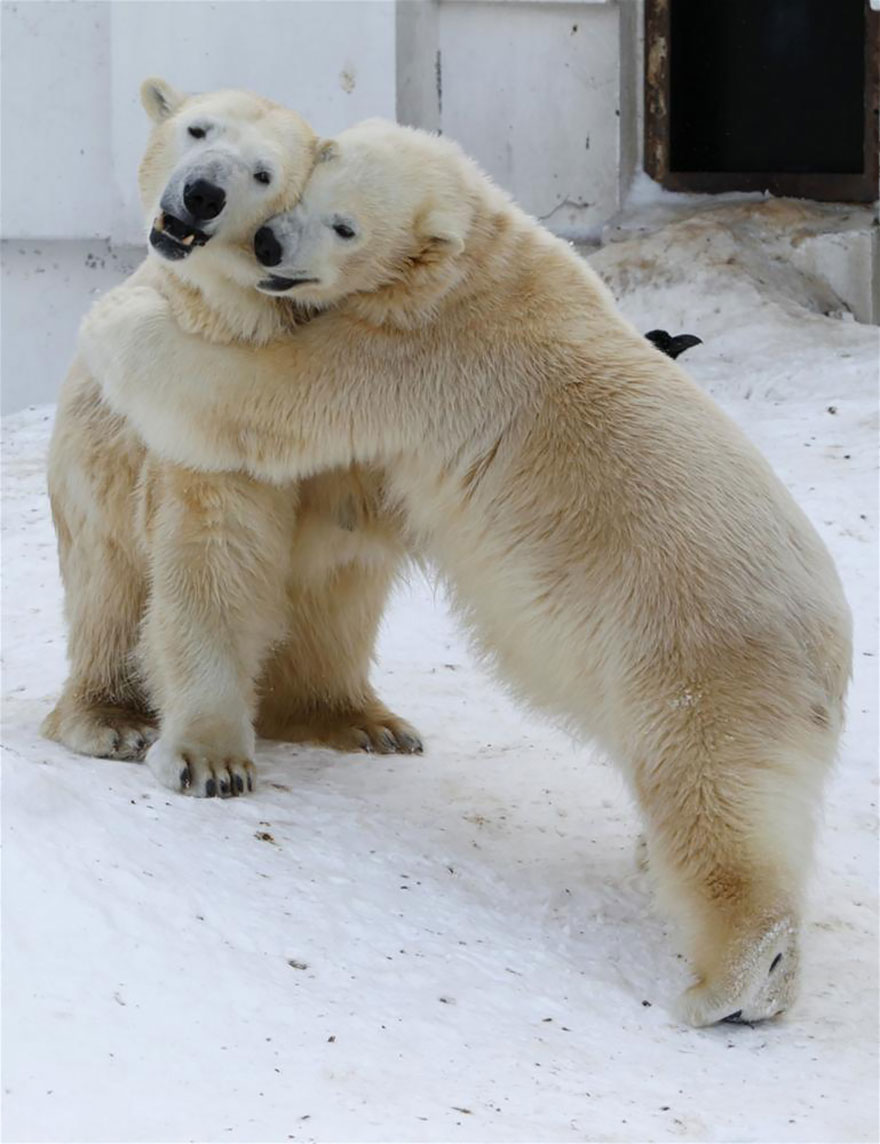 25 Coppie che Dimostrano che il Vero Amore Esiste anche nel Regno Animale
