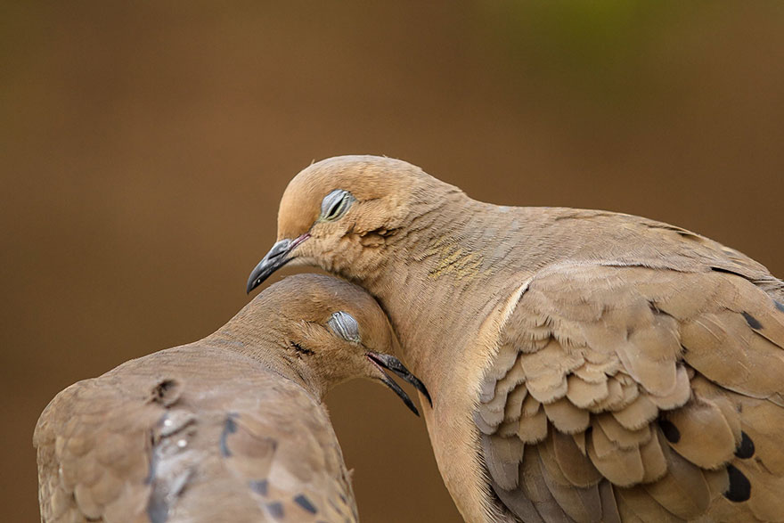 25 Coppie che Dimostrano che il Vero Amore Esiste anche nel Regno Animale