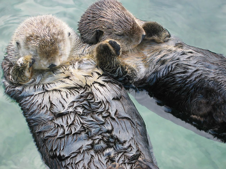 25 Coppie che Dimostrano che il Vero Amore Esiste anche nel Regno Animale
