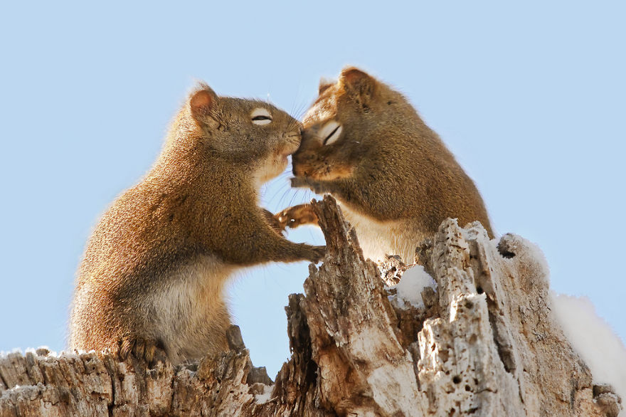 25 Coppie che Dimostrano che il Vero Amore Esiste anche nel Regno Animale